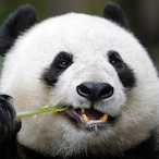 panDa_warDen's Avatar'