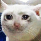 yslbuffcat's Avatar'
