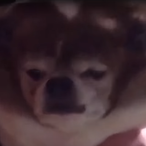 Poopooman698491's Avatar'