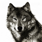 SrPapiChurro400's Avatar'