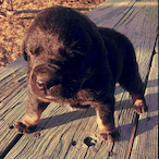 BrilliantCactus's Avatar'