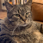 BusyChickens's Avatar'