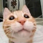 tinycawk7's Avatar'