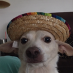 Che.Cheezy's Avatar'