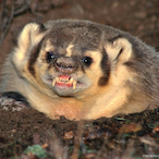 badger.http's Avatar'