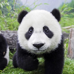 WithPanda's Avatar'