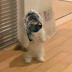 ssSzeretlek's Avatar'
