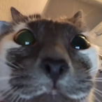 Nuwuu's Avatar'