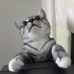 BornAsChamp's Avatar'