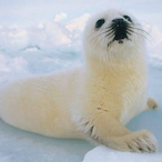 SEAL1220's Avatar'