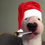 Slimelord420153's Avatar'