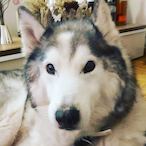 HuskyCS2's Avatar'
