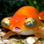 Fishy1233's Avatar'