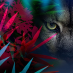 Bsnocturne's Avatar'