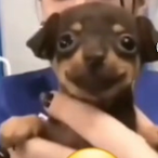 HorizontalPatch's Avatar'