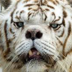 D.Vicienzo's Avatar'