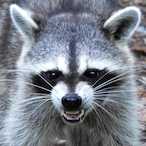 RustyRaccoon69's Avatar'