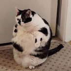 OneChonkCat's Avatar'