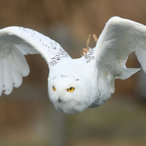 snake_GOLD123's Avatar'