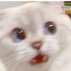 spicydount's Avatar'