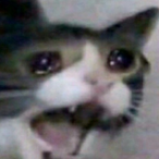 Moist_Tuna's Avatar'