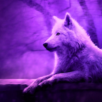 CoyoteClawz's Avatar'