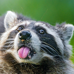 TrashpandaGang's Avatar'