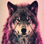 BShadowWolf's Avatar'