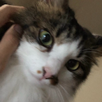 lavinyabby's Avatar'