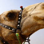 LED.Camel's Avatar'