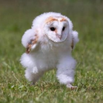 POBTHON-.'s Avatar'