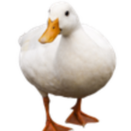 Hellanwong's Avatar'