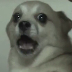 MyDogGoodDog's Avatar'