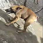Cachorro.Cururu's Avatar'