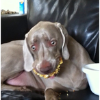 CERBERUS1026's Avatar'