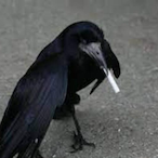 topgstoleurgyal's Avatar'