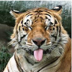 Codename_tiger's Avatar'