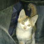 jnside him's Avatar'