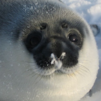 Sealintux's Avatar'