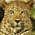 Leopardwarlord's Avatar'