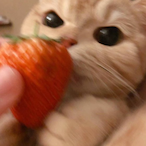 chickenthotpie's Avatar'