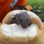 o kirk swng's Avatar'