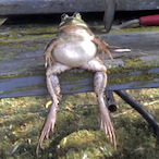 Nathonimus69's Avatar'