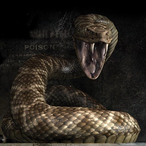 HakunamXMatata's Avatar'