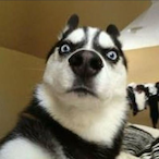NoobMaster00007's Avatar'