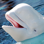 sharpy_sharky's Avatar'