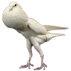 PiroPiro.com's Avatar'