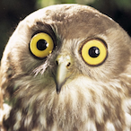 Ntgle's Avatar'