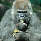 SmellyApe.Monke's Avatar'