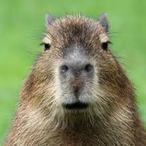 CapybaraEnjoyr's Avatar'